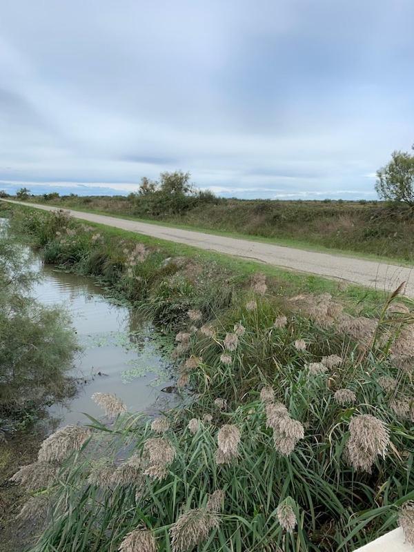 "La Pradeto" Gite Rural Camargue Αρλ Εξωτερικό φωτογραφία
